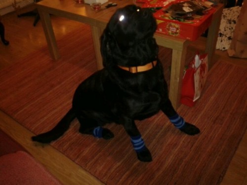 Kipper with doggie socks.