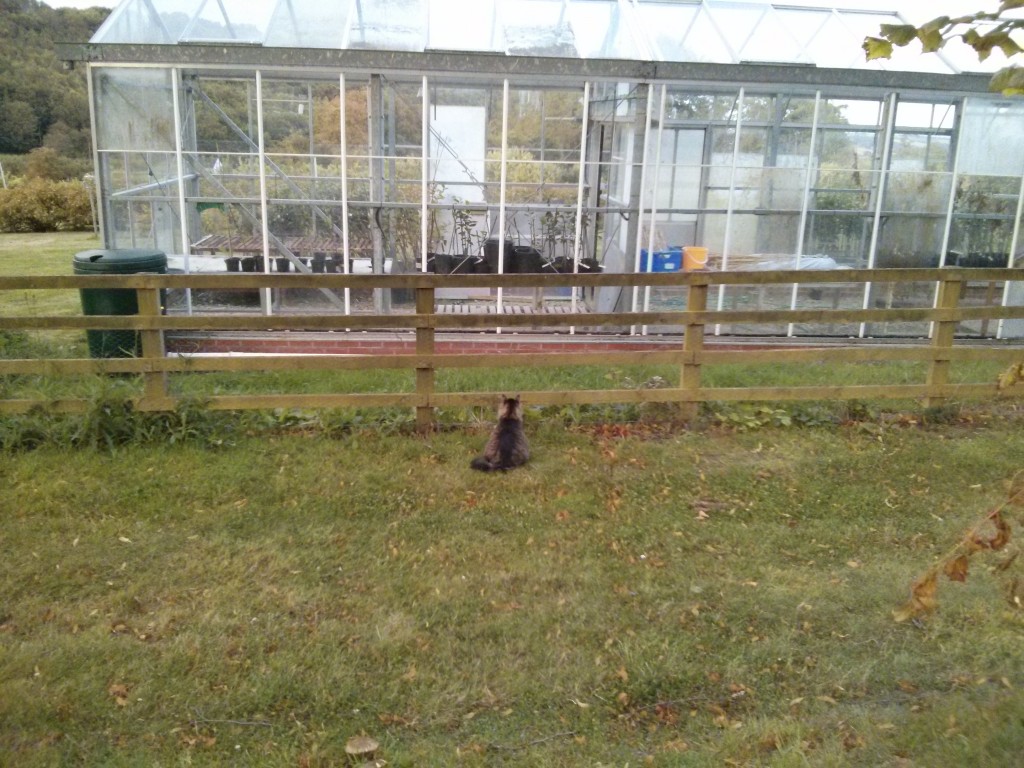 Thoughtful Cat at Ampleforth